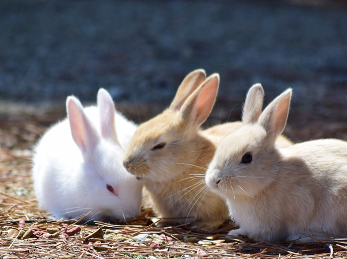 うさぎ